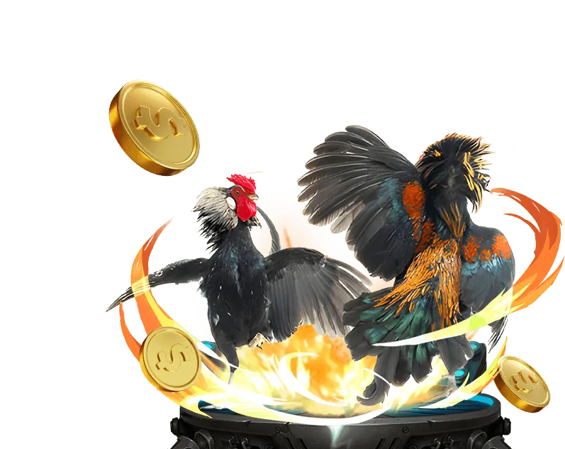 Trọng tài đang kiểm tra chiến kê trước trận đấu đá gà tại jun88v8 để đảm bảo tuân thủ luật chơi